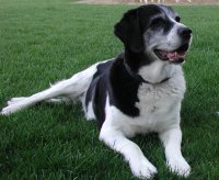 A Great Picture of Oreo